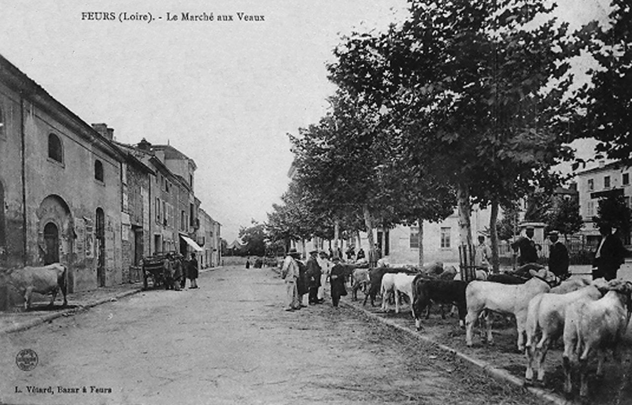 Marché aux veaux